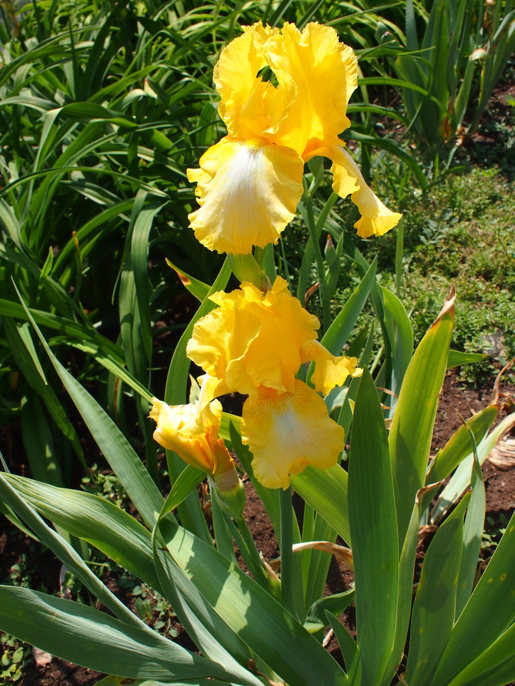 Изображение особи Iris × hybrida.