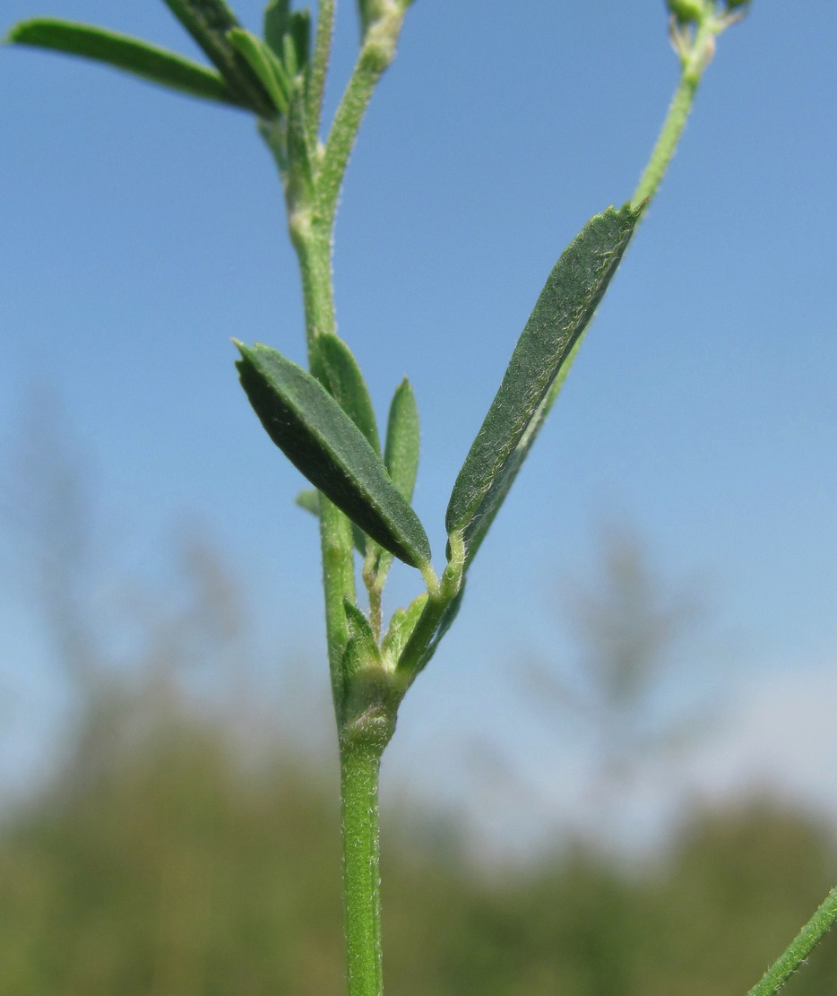 Изображение особи Medicago &times; varia.