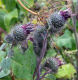 Arctium tomentosum. Верхушка растения с соцветиями. Казахстан, Заилийский Алатау, Аксайское ущелье, около 1600 м н.у.м. Конец августа 2009 г.