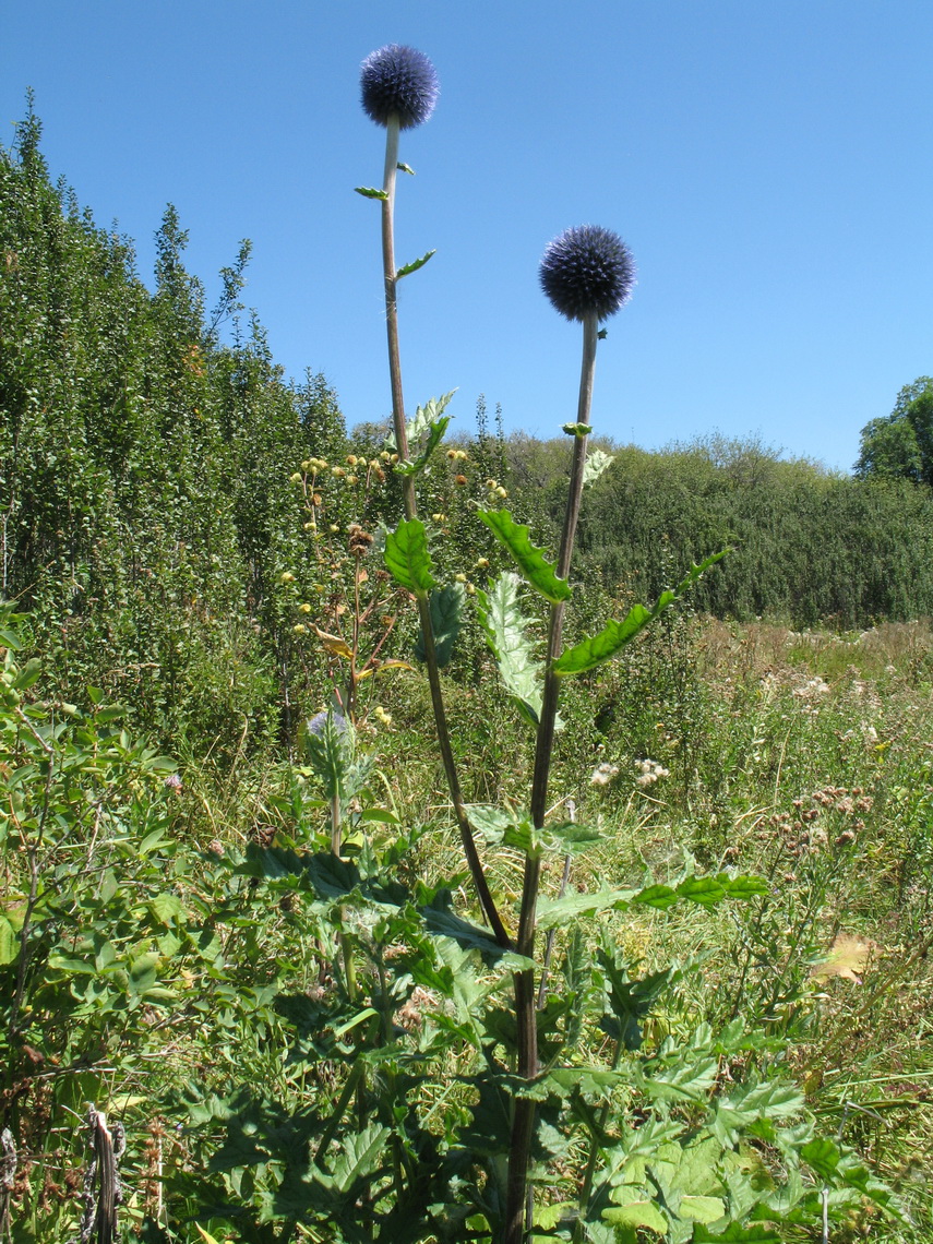 Изображение особи Echinops tricholepis.