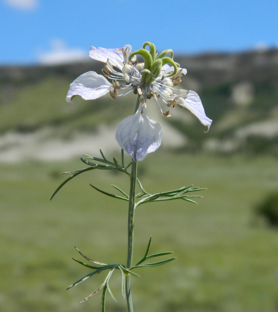 Image of Nigella arvensis specimen.