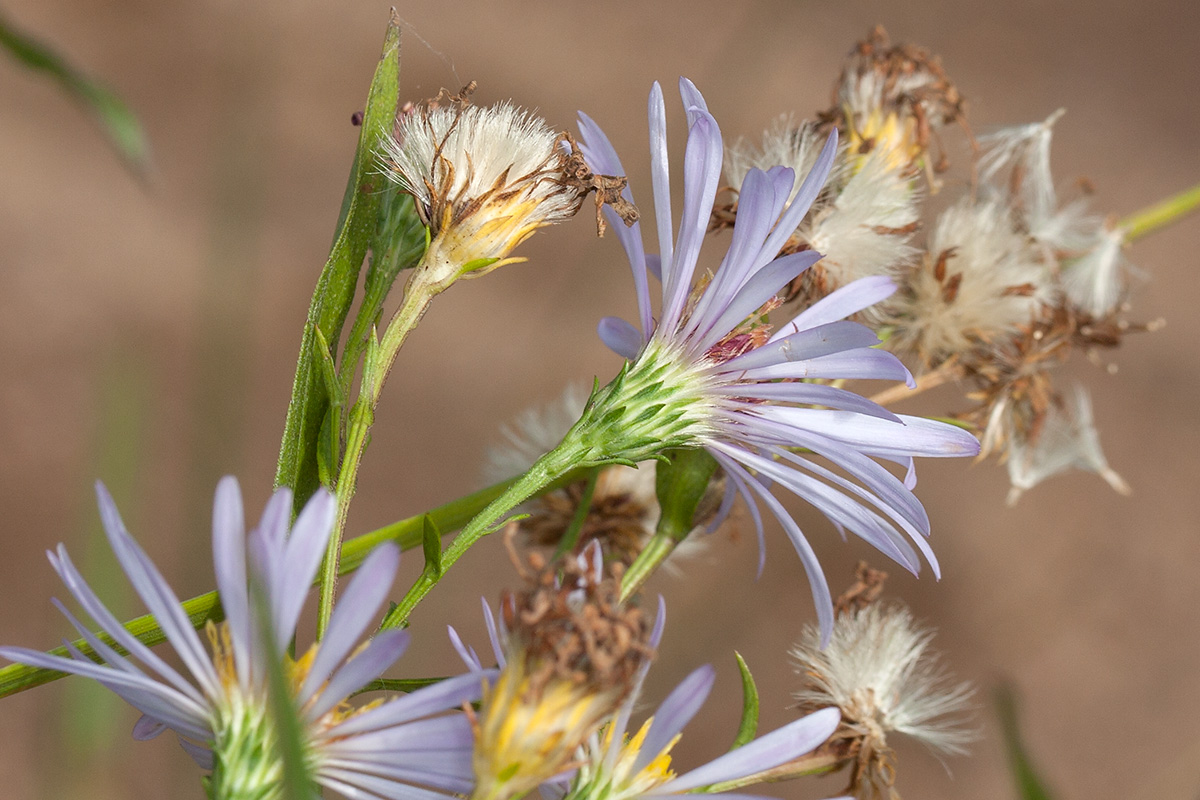 Изображение особи Symphyotrichum &times; salignum.