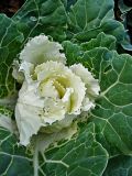 Brassica variety viridis