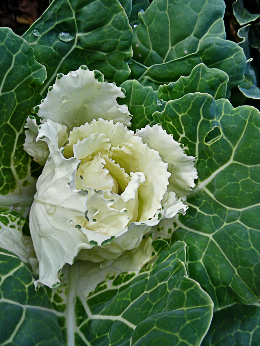 Изображение особи Brassica oleracea var. viridis.