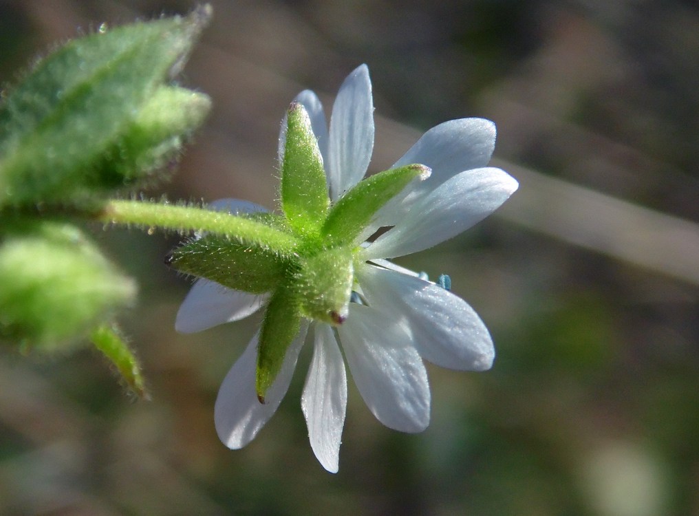 Image of Myosoton aquaticum specimen.