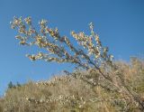 Artemisia austriaca