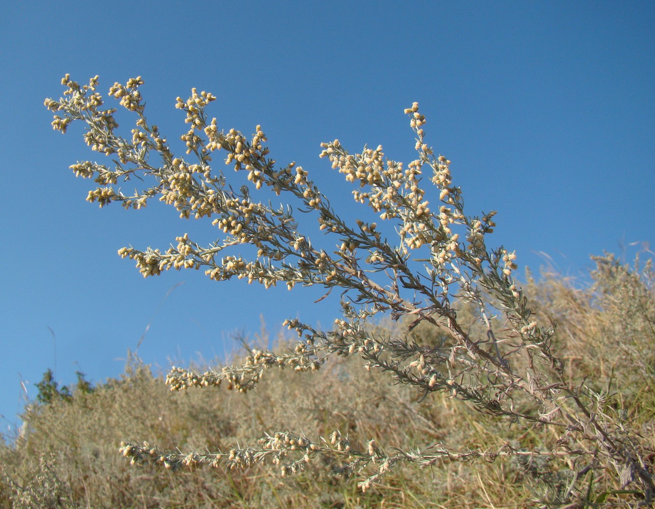 Image of Artemisia austriaca specimen.