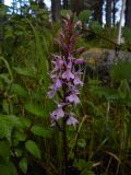 Dactylorhiza maculata. Соцветие. Видны также листья Filipendula ulmaria (слева), Alnus incana и Calamagrostis arundinacea (на заднем плане). Карелия, Восточная окраина Медвежьегорска, сосняк с елью зеленомошно-травяно-кустарничковый в прибрежной полосе Онежского озера. 28.06.2015.