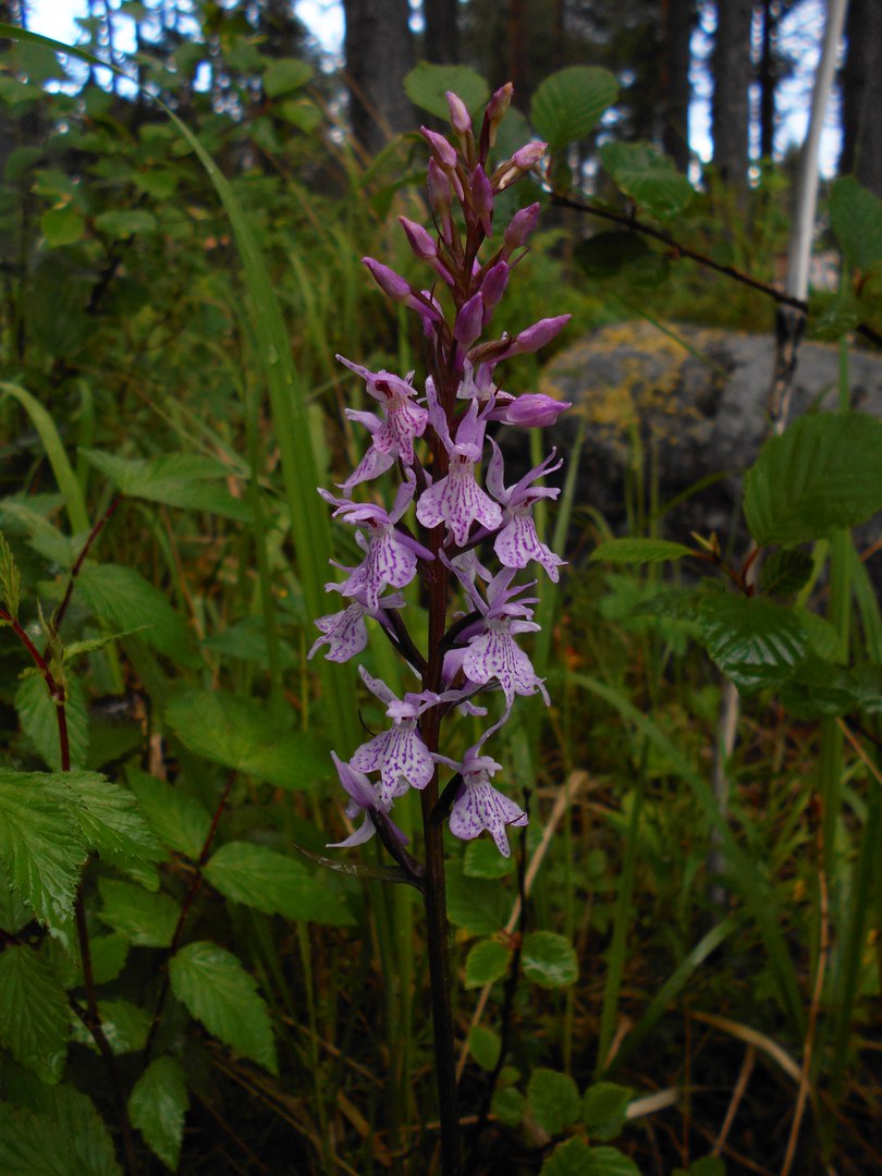 Изображение особи Dactylorhiza maculata.