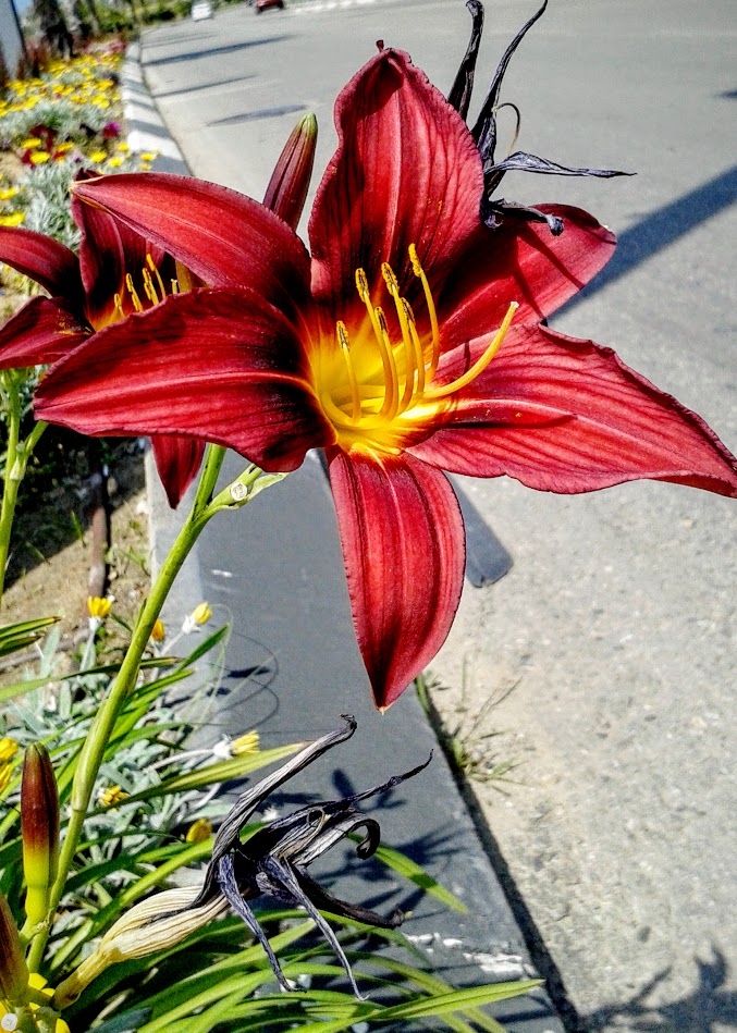 Image of Hemerocallis &times; hybrida specimen.