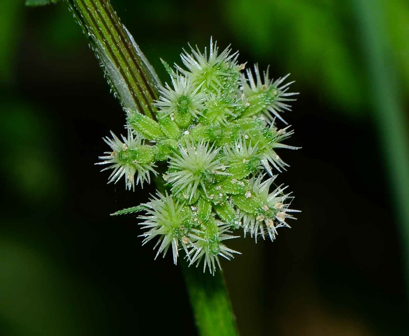 Image of Torilis nodosa specimen.