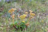 Ligusticum scoticum. Плодоносящее растение на приморском лугу. Мурманская обл., п-ов Рыбачий, побережье губы Большая Мотка. 14.08.2016.