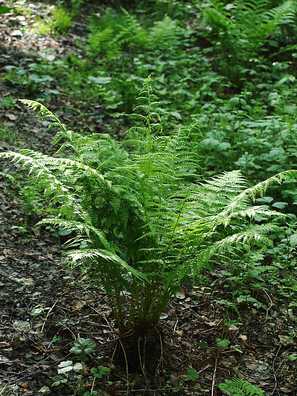 Изображение особи Athyrium filix-femina.