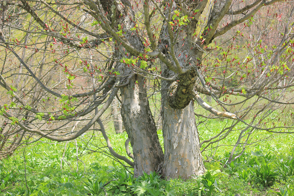 Image of Acer trautvetteri specimen.