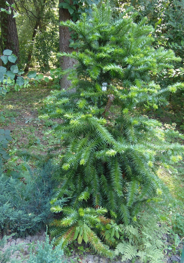 Image of Cunninghamia lanceolata specimen.