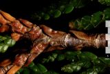 Thuja occidentalis