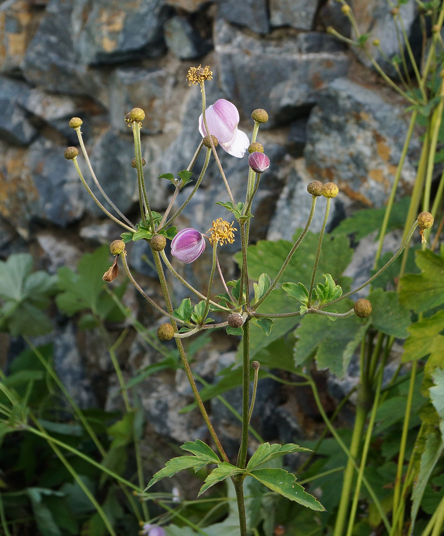 Image of Anemone hupehensis specimen.