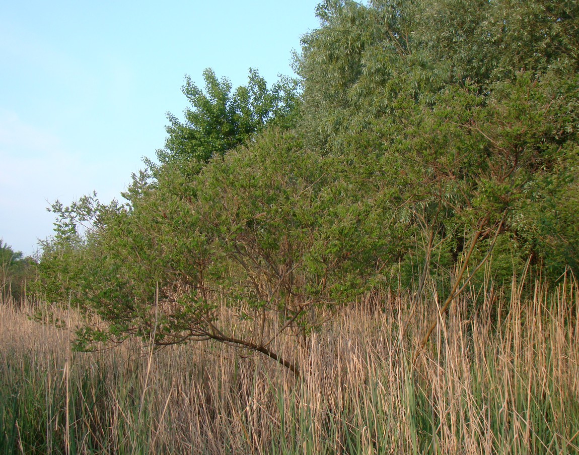 Image of Amorpha fruticosa specimen.