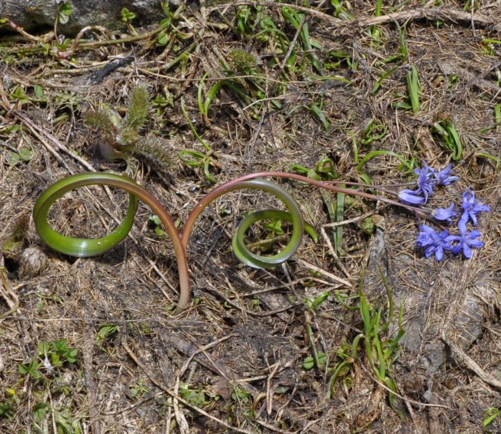 Изображение особи Scilla bifolia.