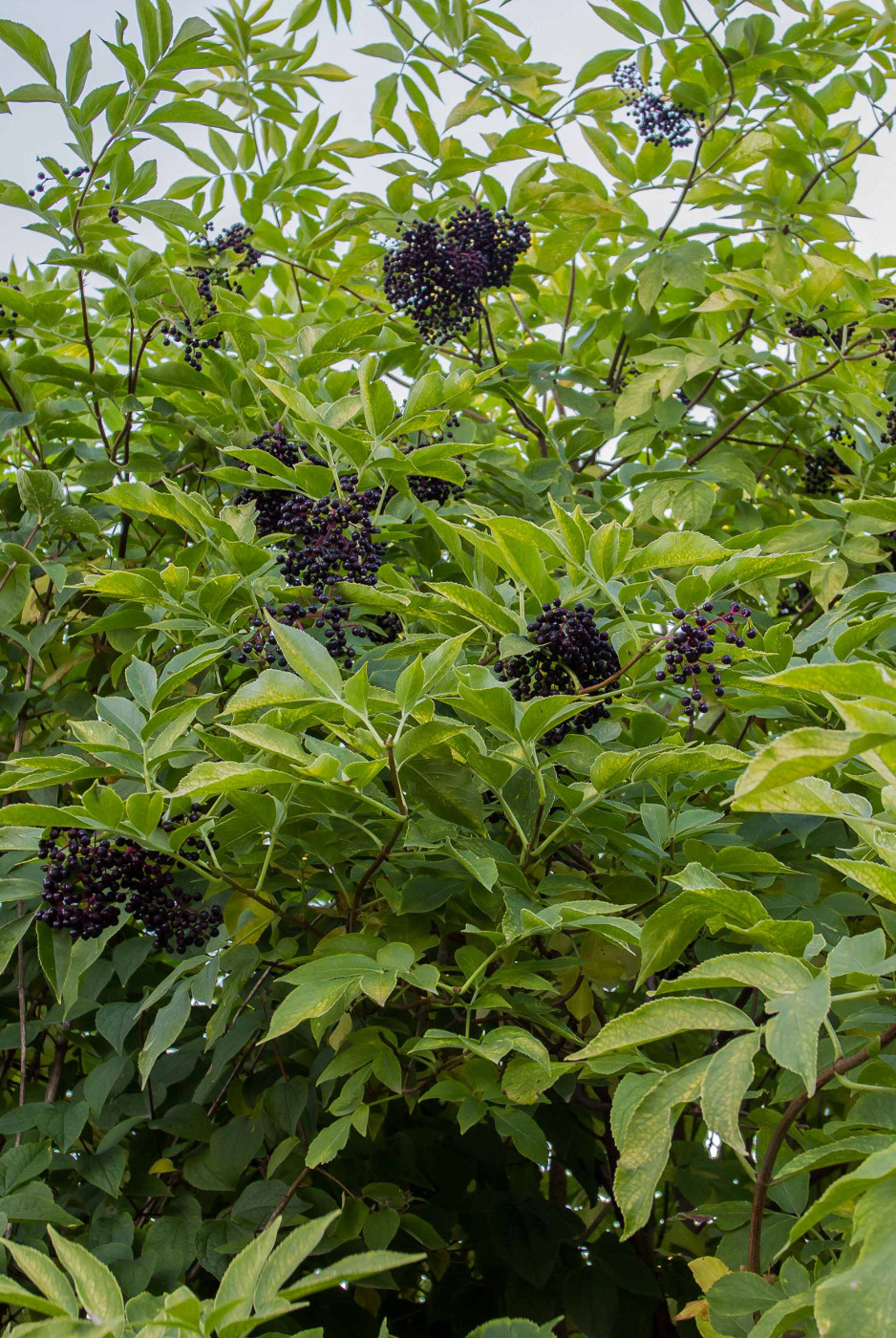 Изображение особи Sambucus nigra.