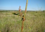 Rumex thyrsiflorus. Лист, соцветие и фрагмент стебля в верхней части побега. Республика Мордовия, Большеберезниковский р-н, окр. с. Вейсэ, грунтовая дорога по верху открытого склона с выходами мергелисто-меловых пород. 5 августа 2016 г.