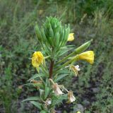 Oenothera rubricaulis. Верхушка растения с бутонами, отцветающими цветками и завязями. Амурская обл., Бурейский р-н, окр. с. Виноградовка, обочина дороги в дубово-берёзовом лесу. 15.07.2016.