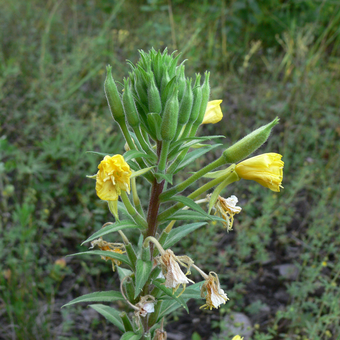 Image of Oenothera rubricaulis specimen.