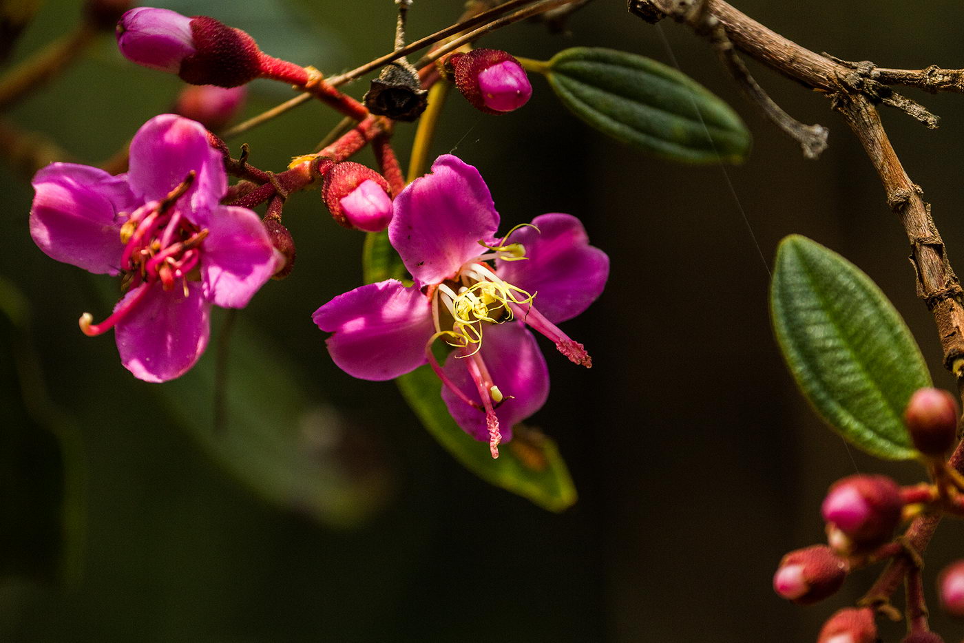 Image of familia Melastomataceae specimen.