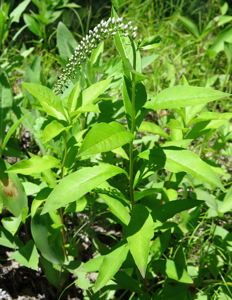 Image of Lysimachia clethroides specimen.