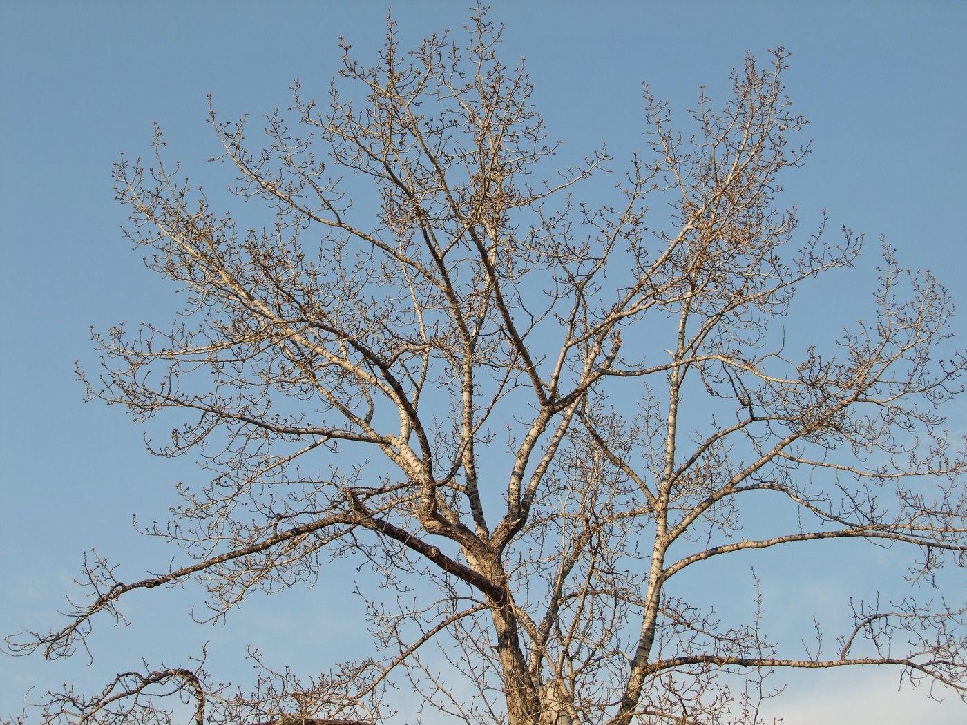 Image of Populus suaveolens specimen.