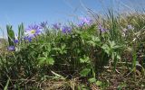 Anemone banketovii