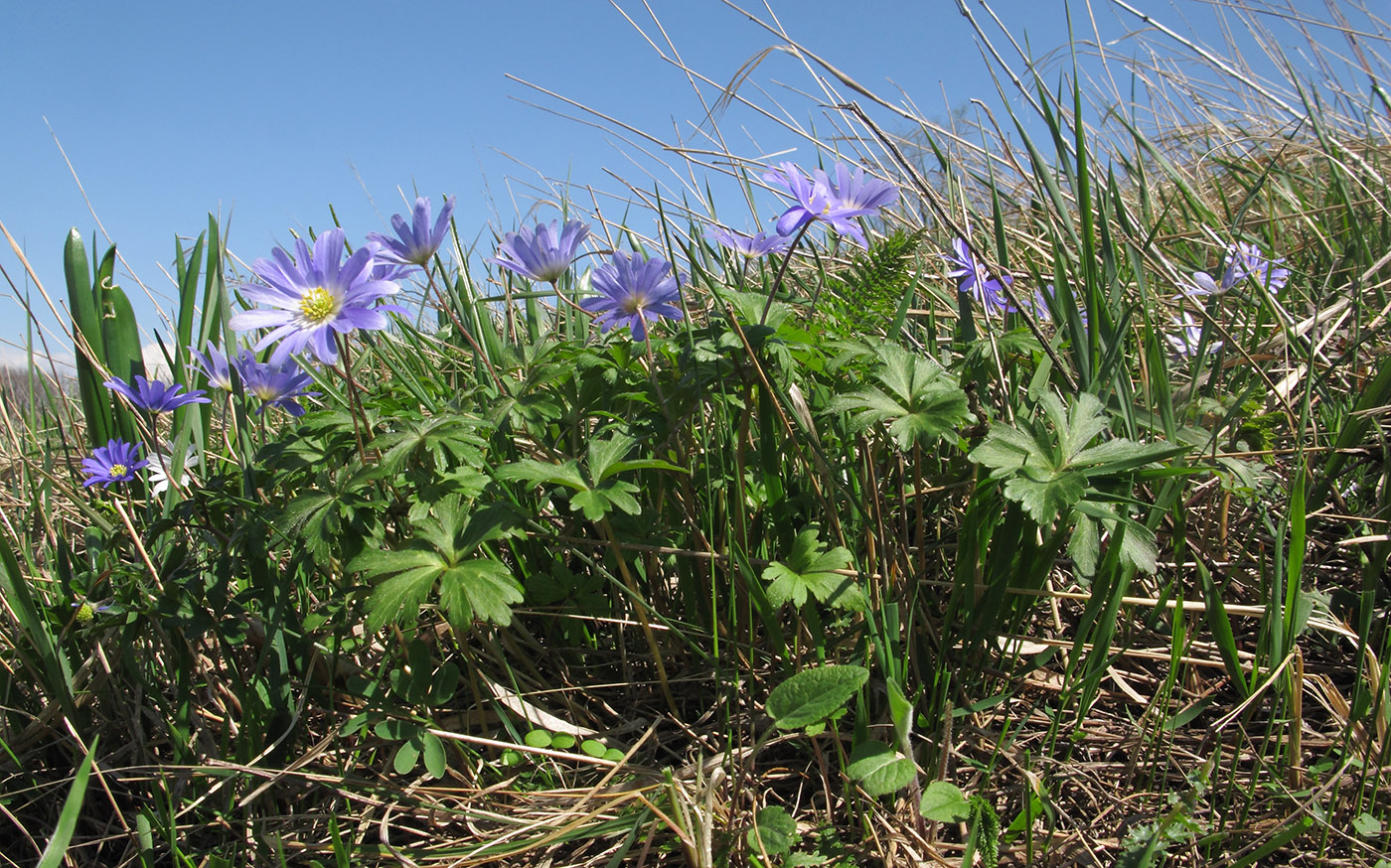 Изображение особи Anemone banketovii.