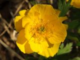 Trollius membranostylis