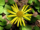 Doronicum orientale. Соцветие. Горный Крым, северный склон Ялтинской яйлы, дубово-буковый лес на берегу р. Писара. 11.05.2017.