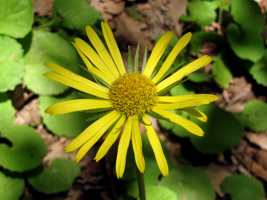 Изображение особи Doronicum orientale.