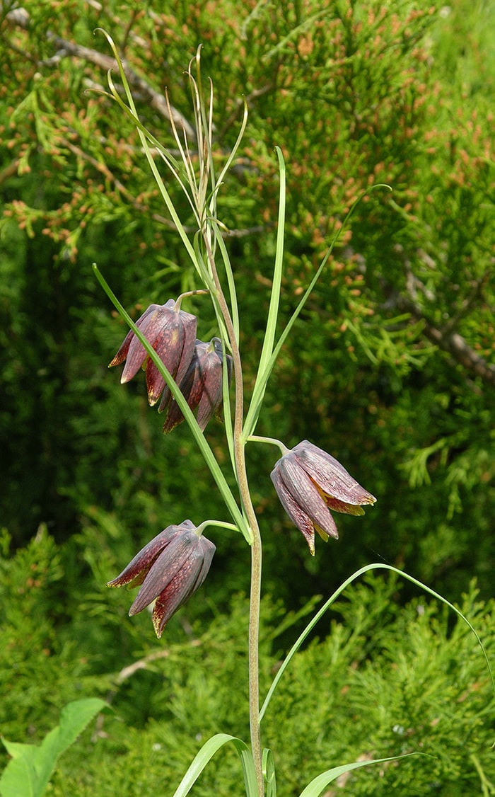 Изображение особи Fritillaria ussuriensis.