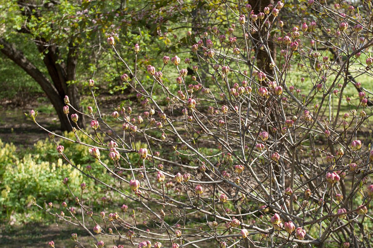 Image of Rhododendron vaseyi specimen.