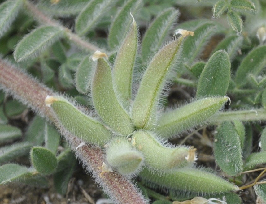 Image of Astragalus sinaicus specimen.