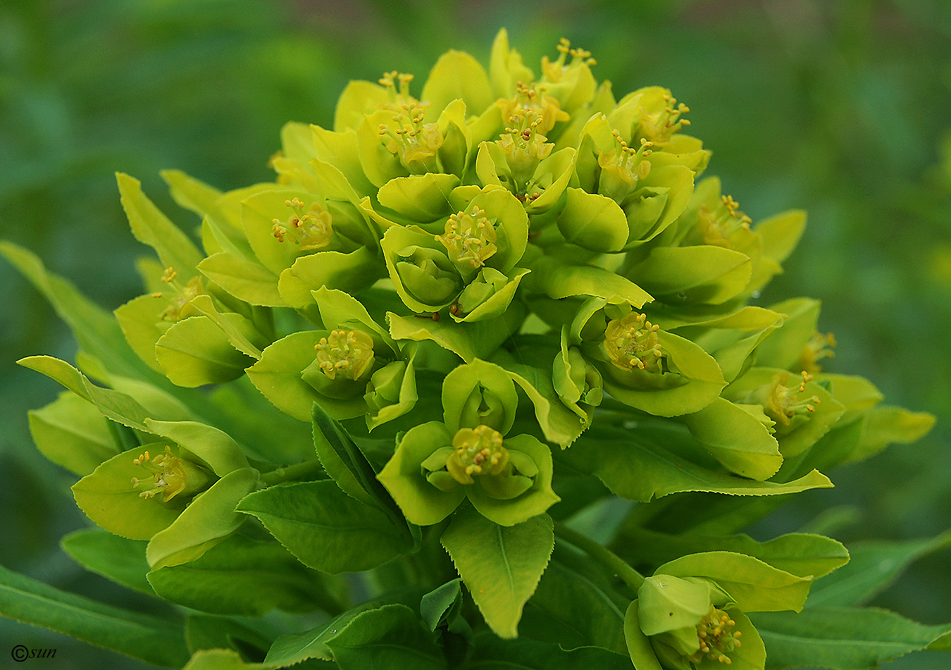 Изображение особи Euphorbia semivillosa.