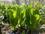 Lysichiton camtschatcensis