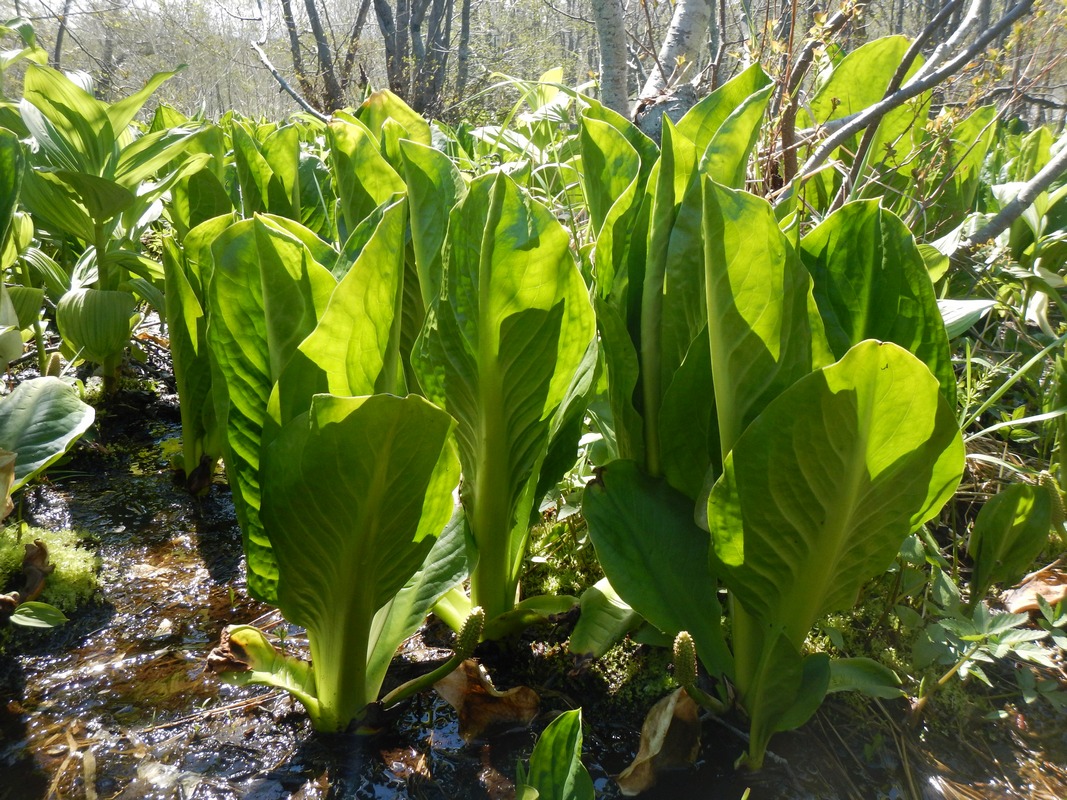 Изображение особи Lysichiton camtschatcensis.