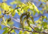 Juglans regia. Побег с соцветиями. Грузия, Горийский р-н, окр. с. Уплисцихе, левый берег р. Кура, скальное (песчаниковое) обнажение. 01.05.2017.