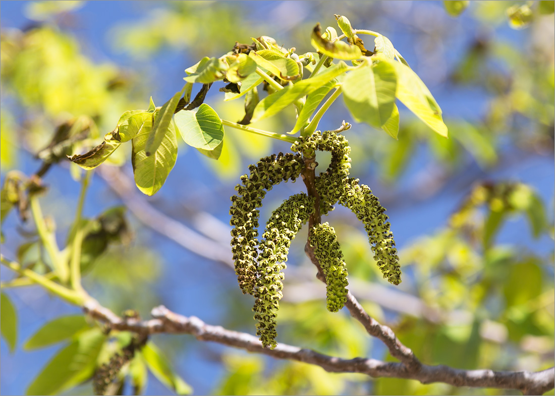 Изображение особи Juglans regia.