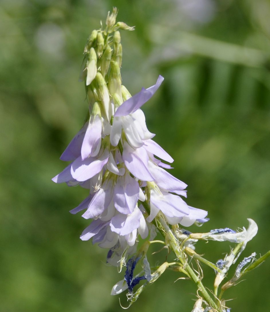 Изображение особи Galega officinalis.