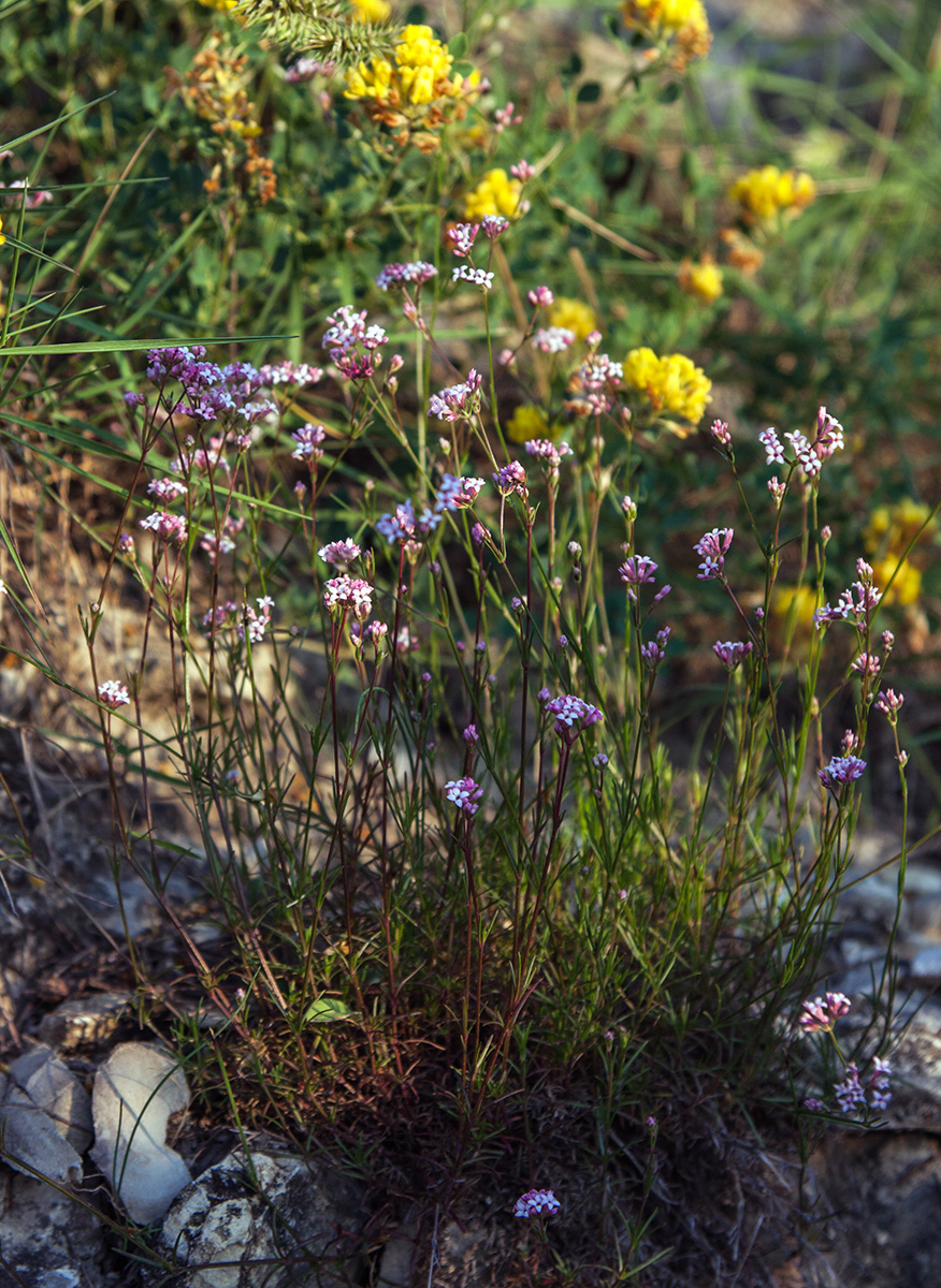 Image of genus Asperula specimen.