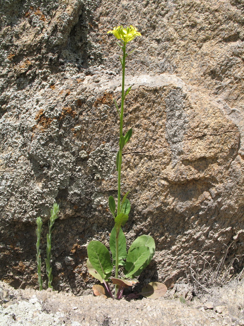 Image of Sisymbrium brassiciforme specimen.