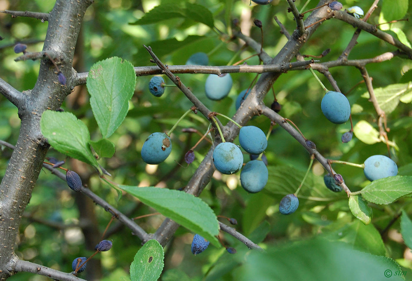 Изображение особи Prunus stepposa.