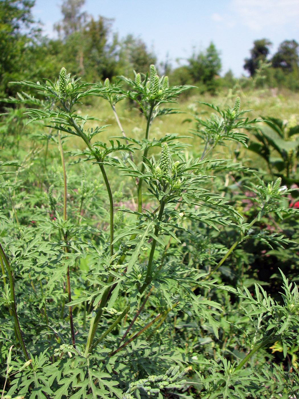 Изображение особи Ambrosia artemisiifolia.