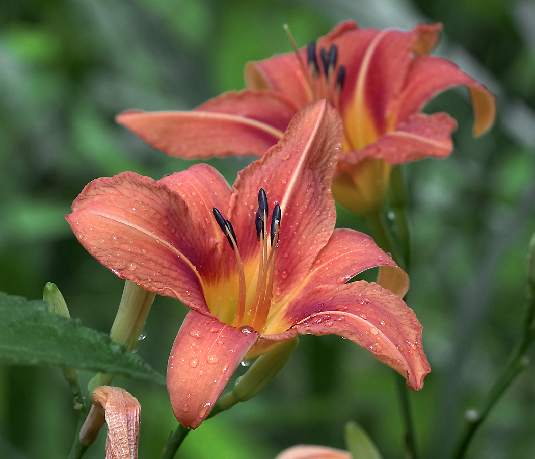 Image of Hemerocallis × hybrida specimen.