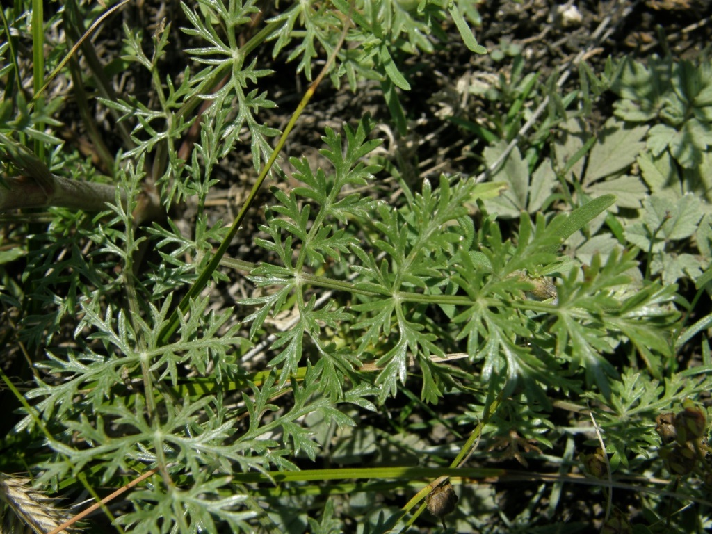 Image of Kitagawia baicalensis specimen.